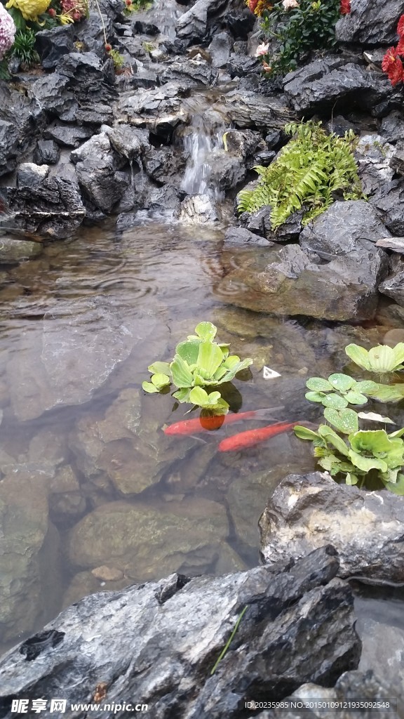 水鱼