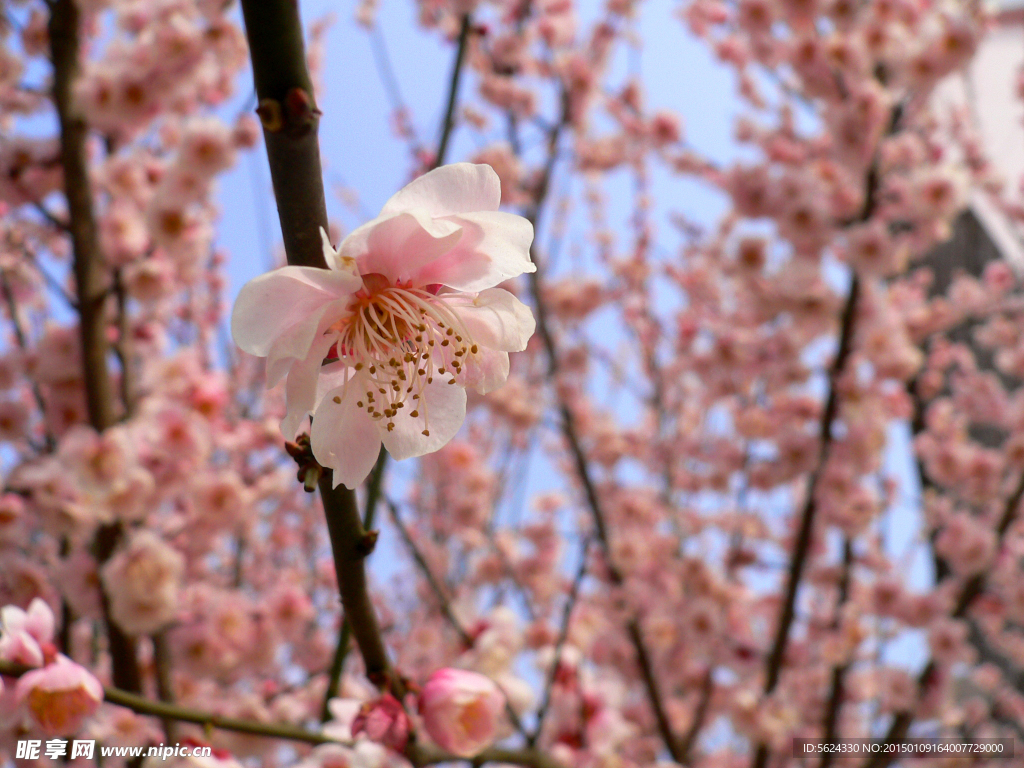 桃花 粉色
