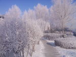 冬季雾凇树挂雪景