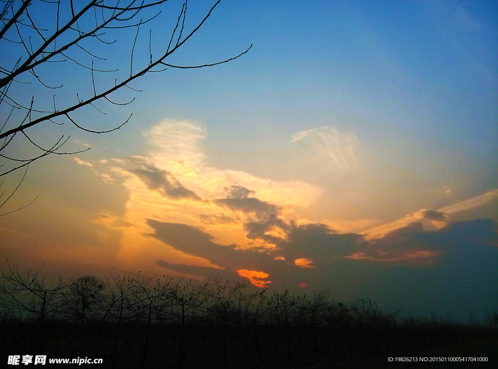 夕阳 树枝