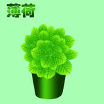 薄荷