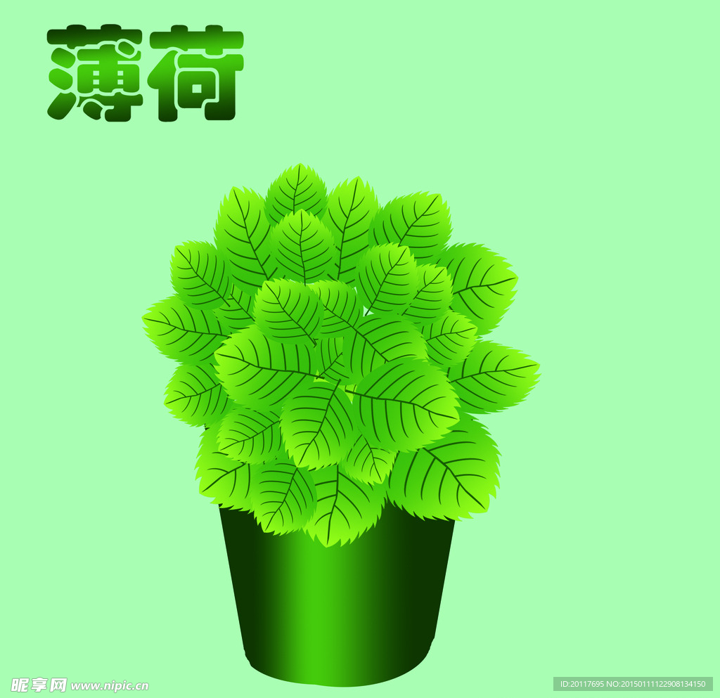 薄荷