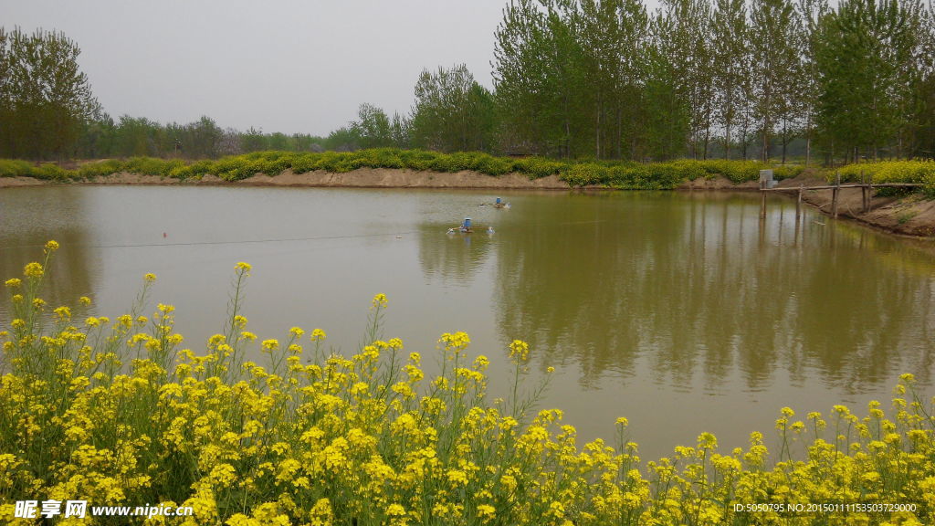 湖水油菜田