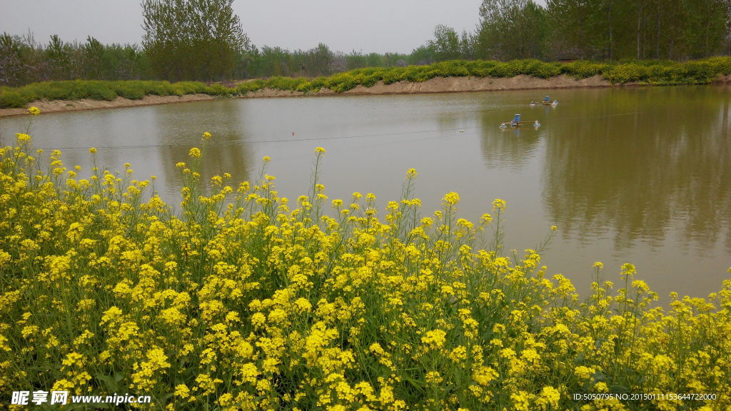 湖水油菜田