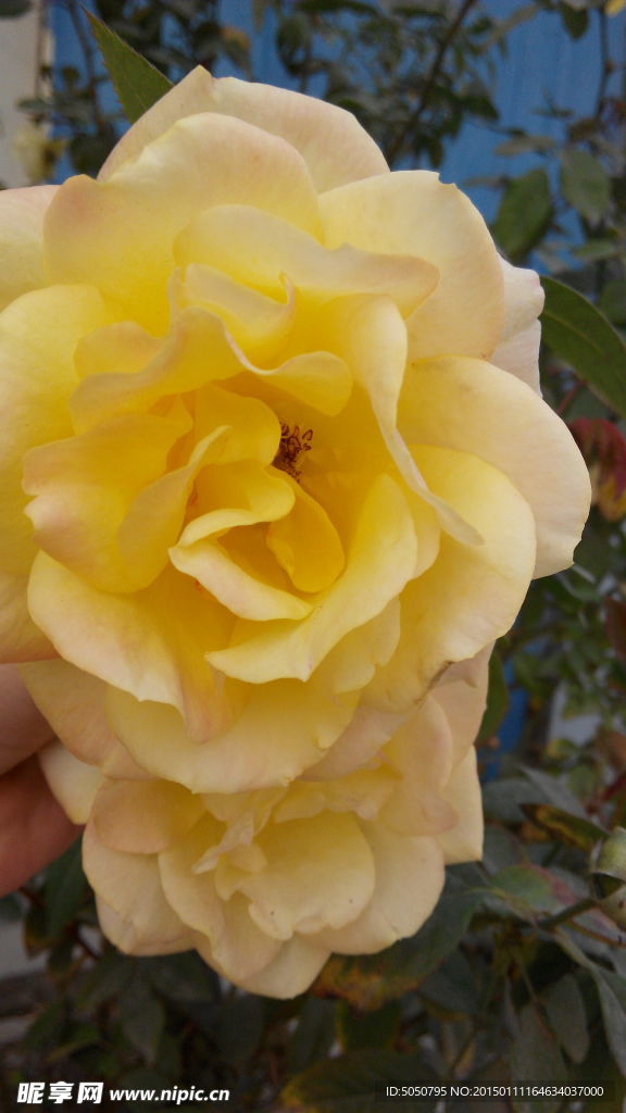 黄色月季花