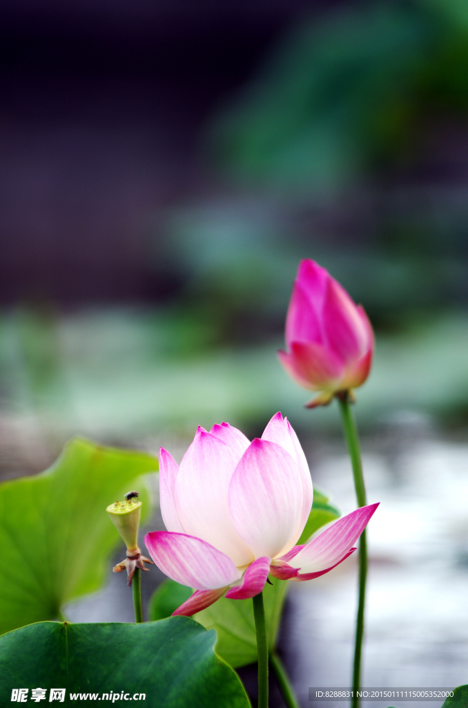 荷花