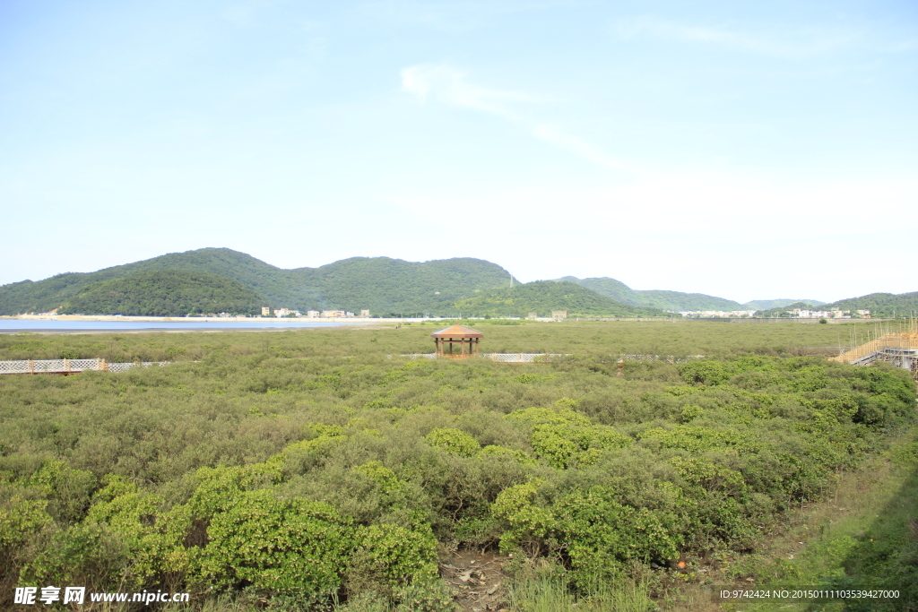 红树林