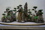 盆景