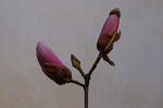 玉兰花