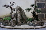 盆景