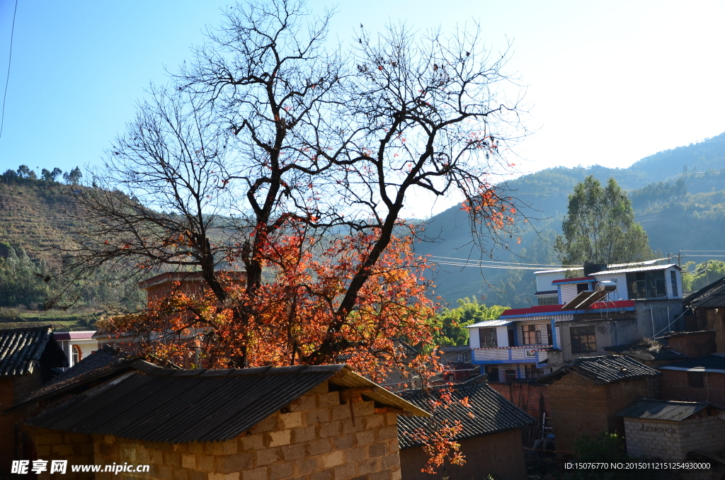 山村红树