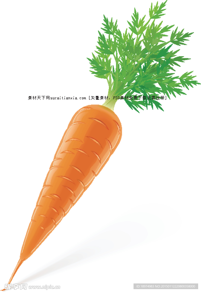 矢量 实时上色 胡萝卜 蔬菜