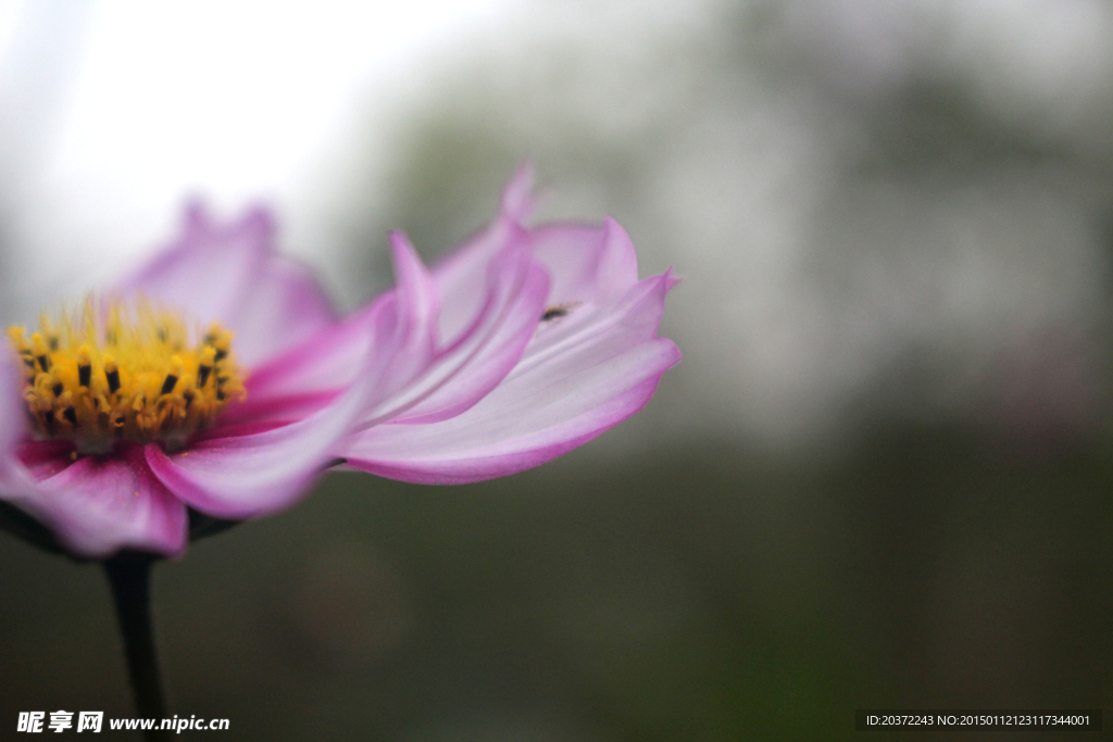 格桑花