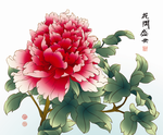 牡丹 花开盛世