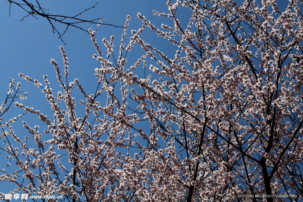 粉樱花