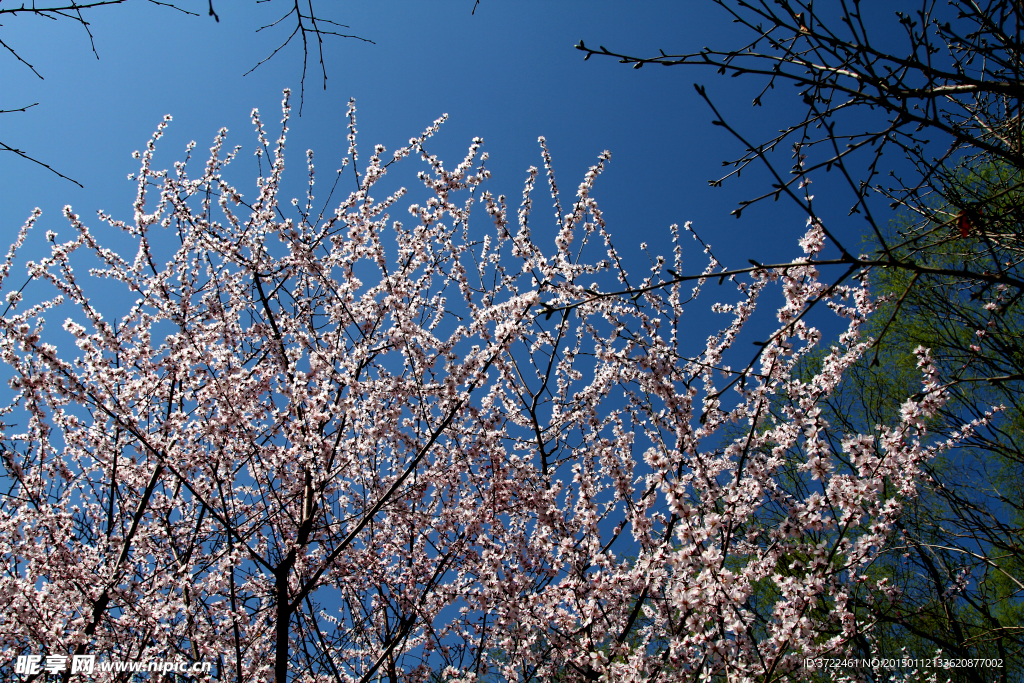 樱花世界