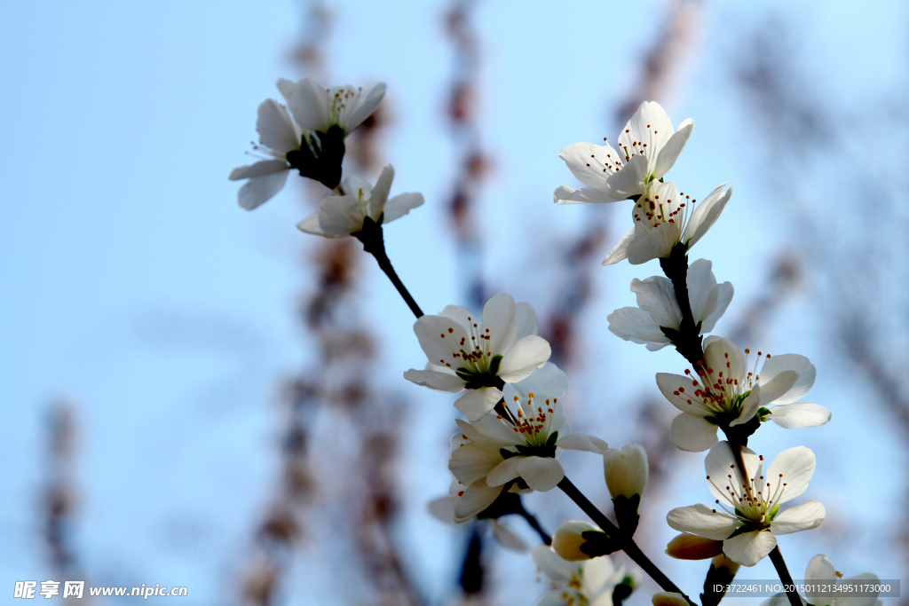 白樱花