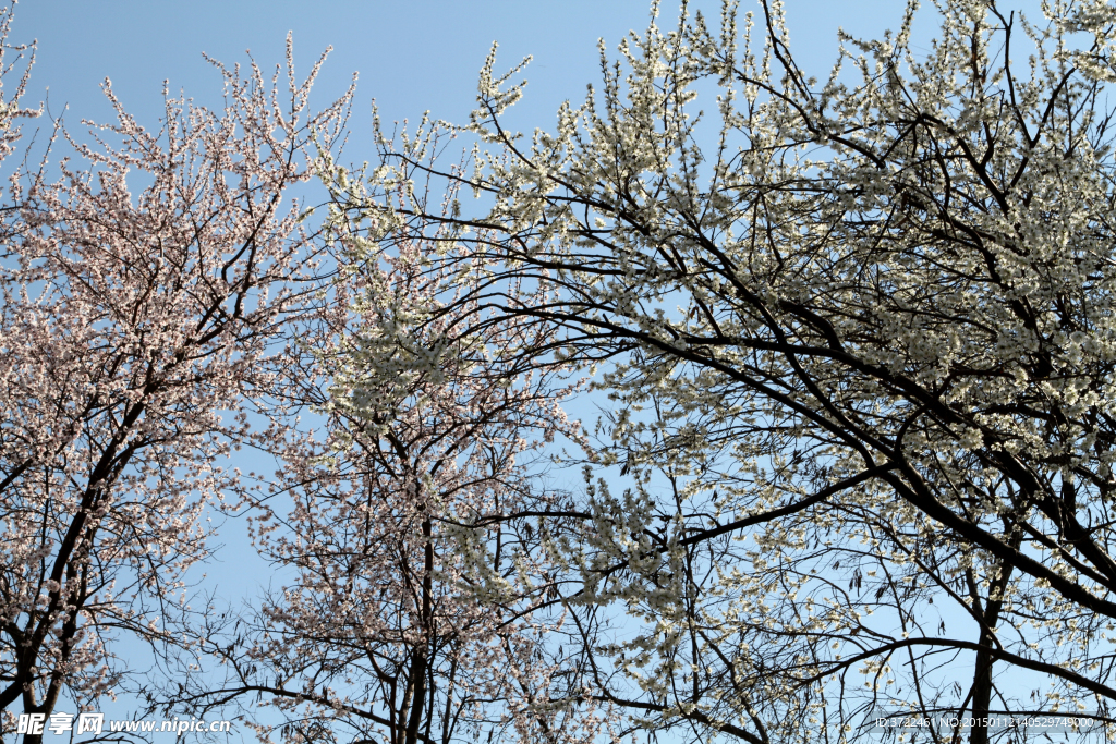 花团锦簇