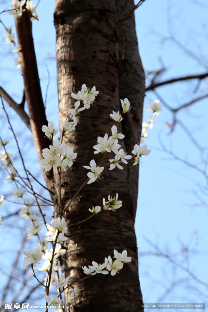 白色樱花