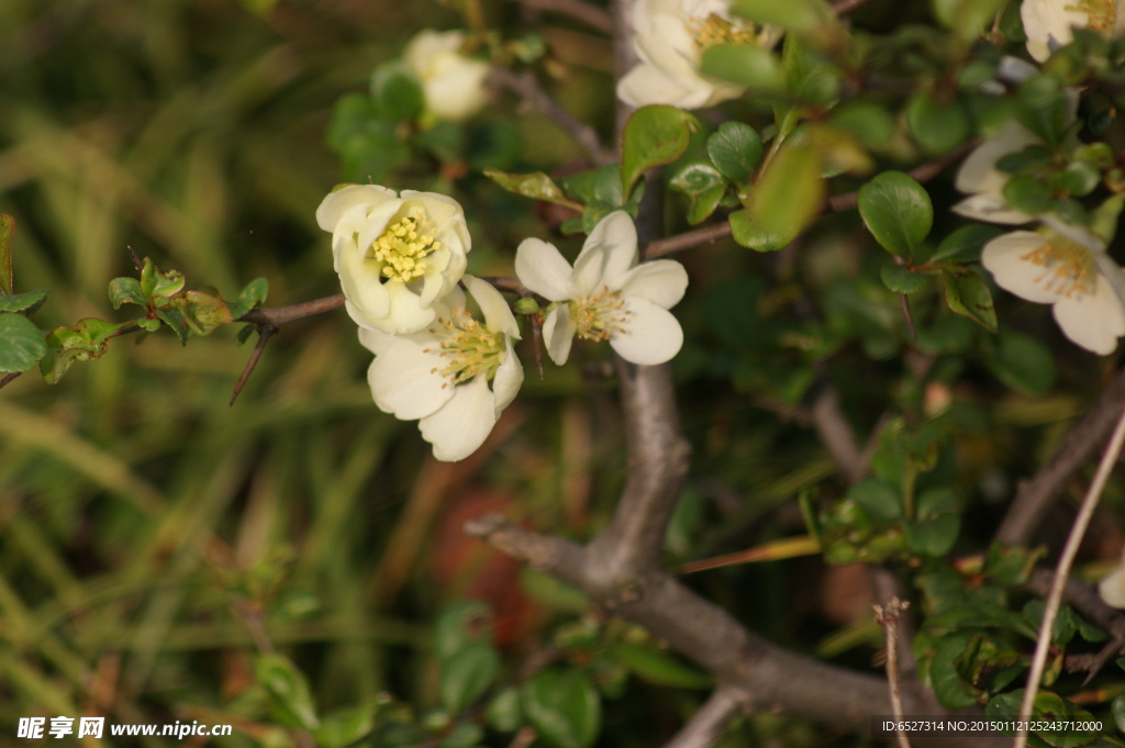 白海棠花
