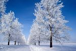 雪景