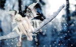 白雪精灵