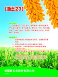 玉米