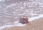 沙滩 海滩图片