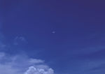 海鸥图片
