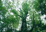 树林雾景图片