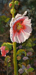 花卉油画