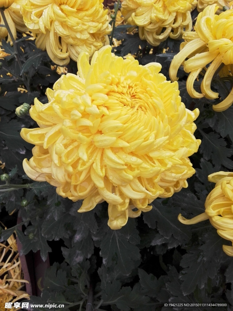 菊花