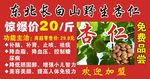 东北长白山野生杏仁