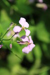 花瓣