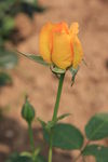花瓣