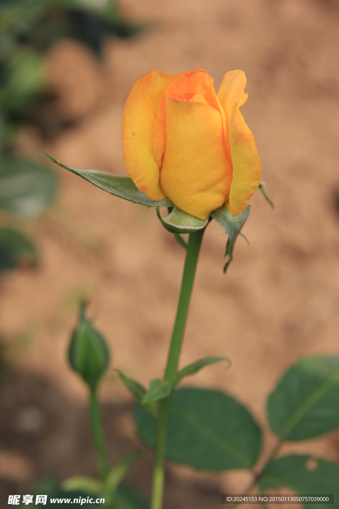 花瓣
