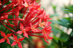 热带植物红色花卉