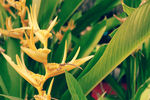 热带植物黄色鹤兰花