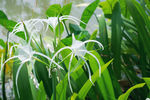 热带植物奇异白色百合