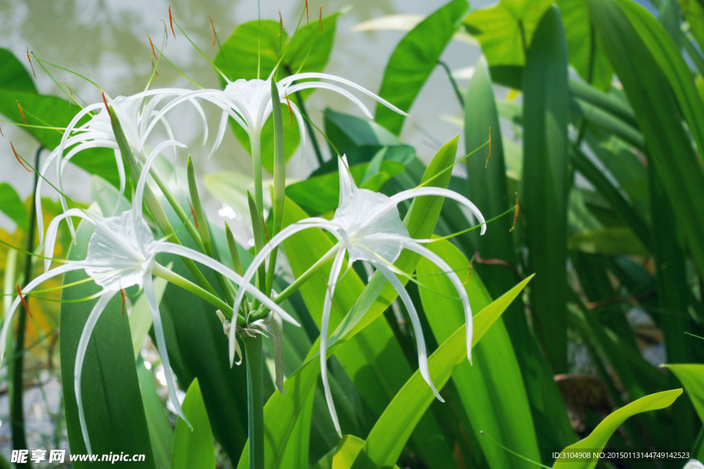 热带植物奇异白色百合