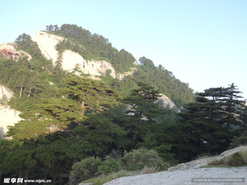 大山迎客松