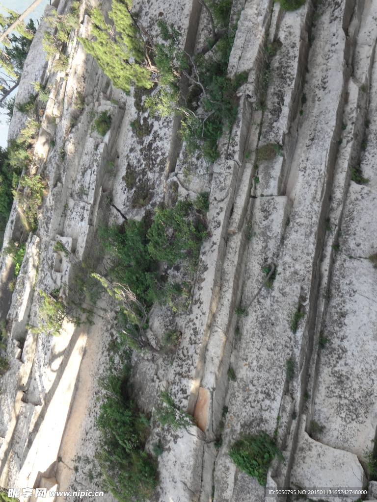峭壁树木