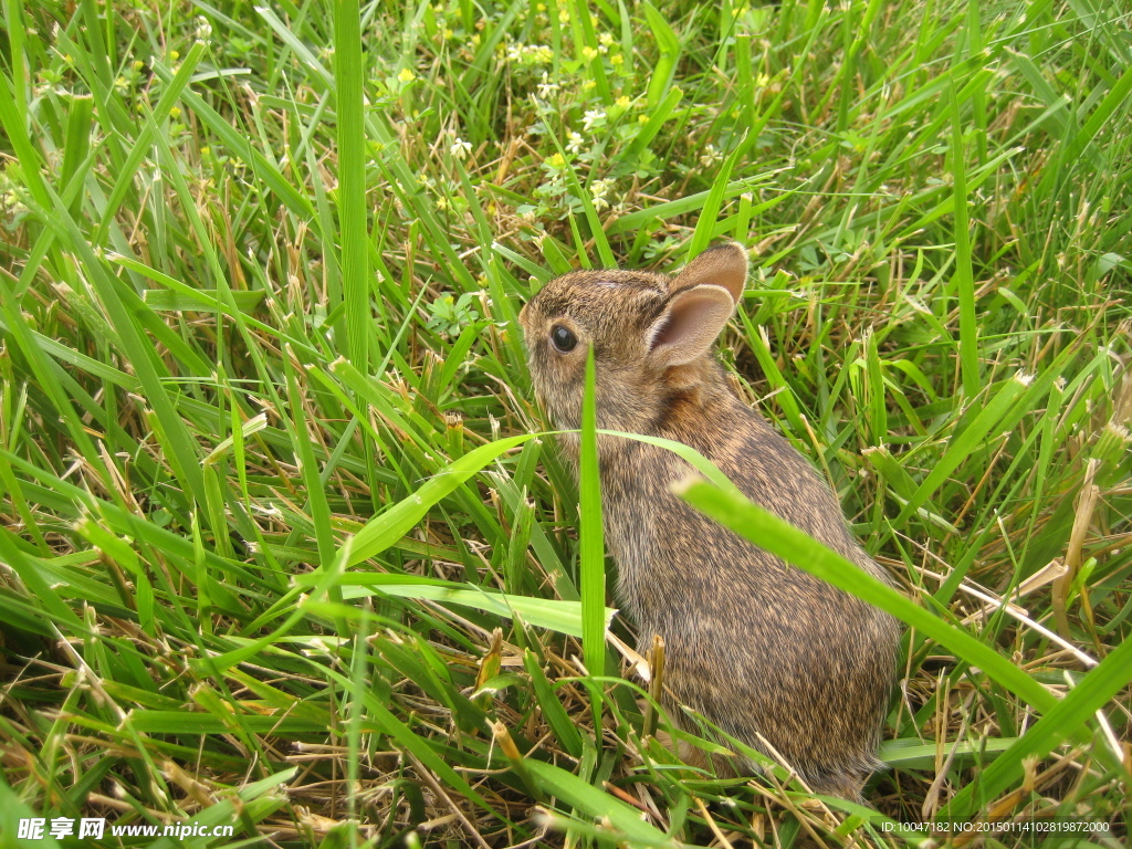 草原小兔子