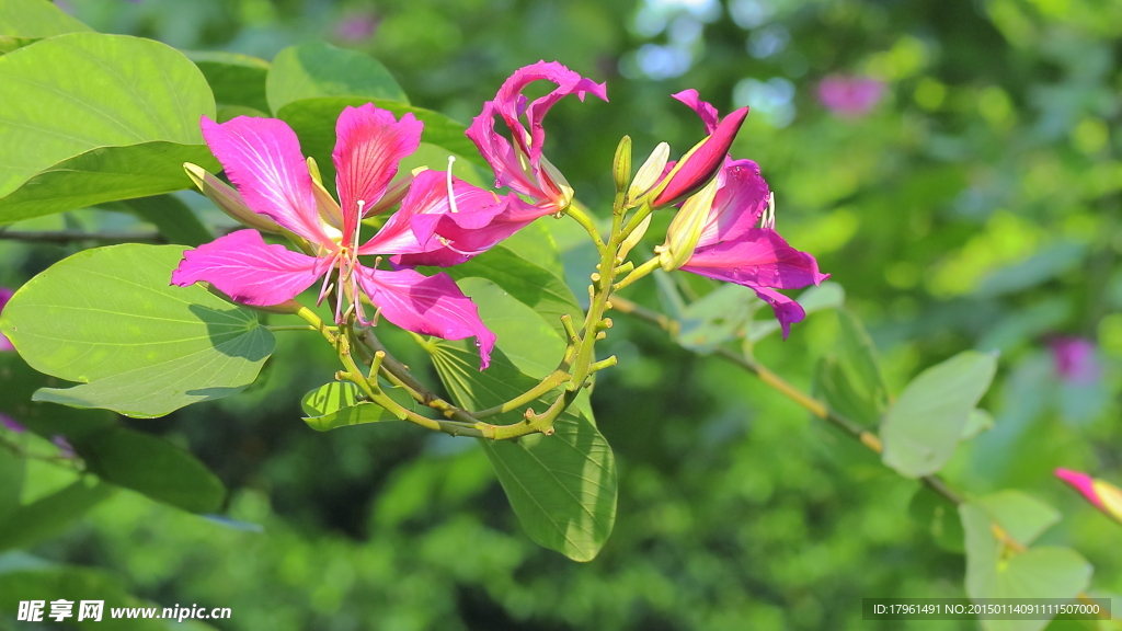 紫荆花