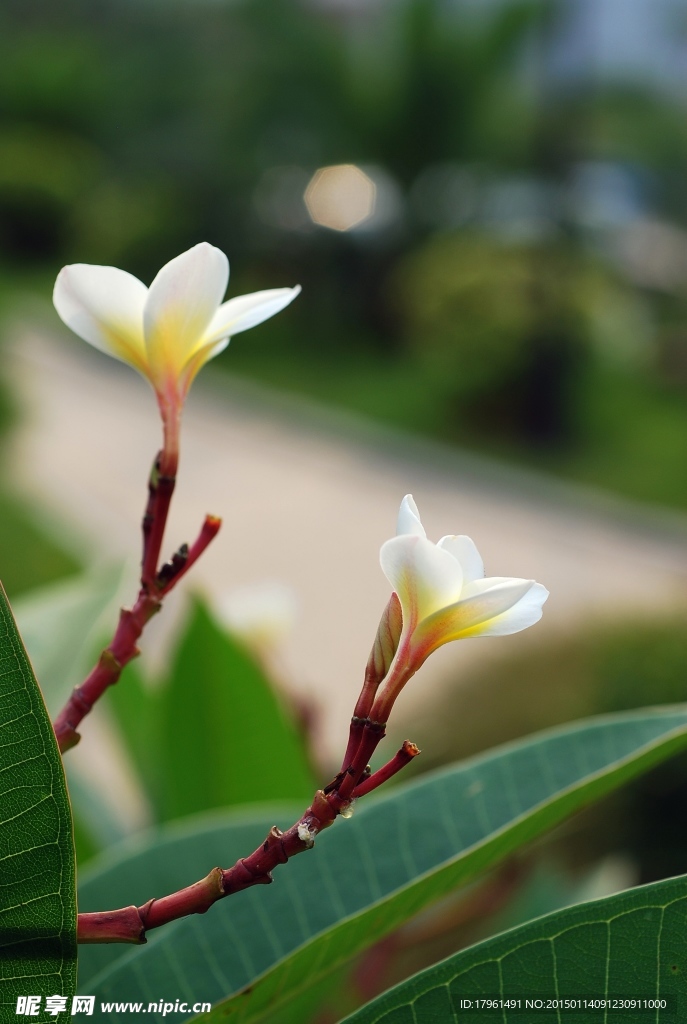 鸡蛋花