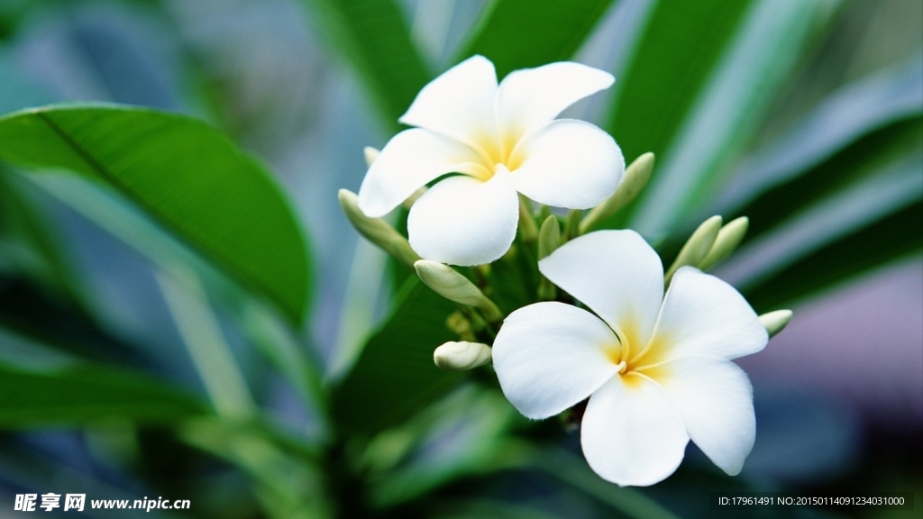 鸡蛋花