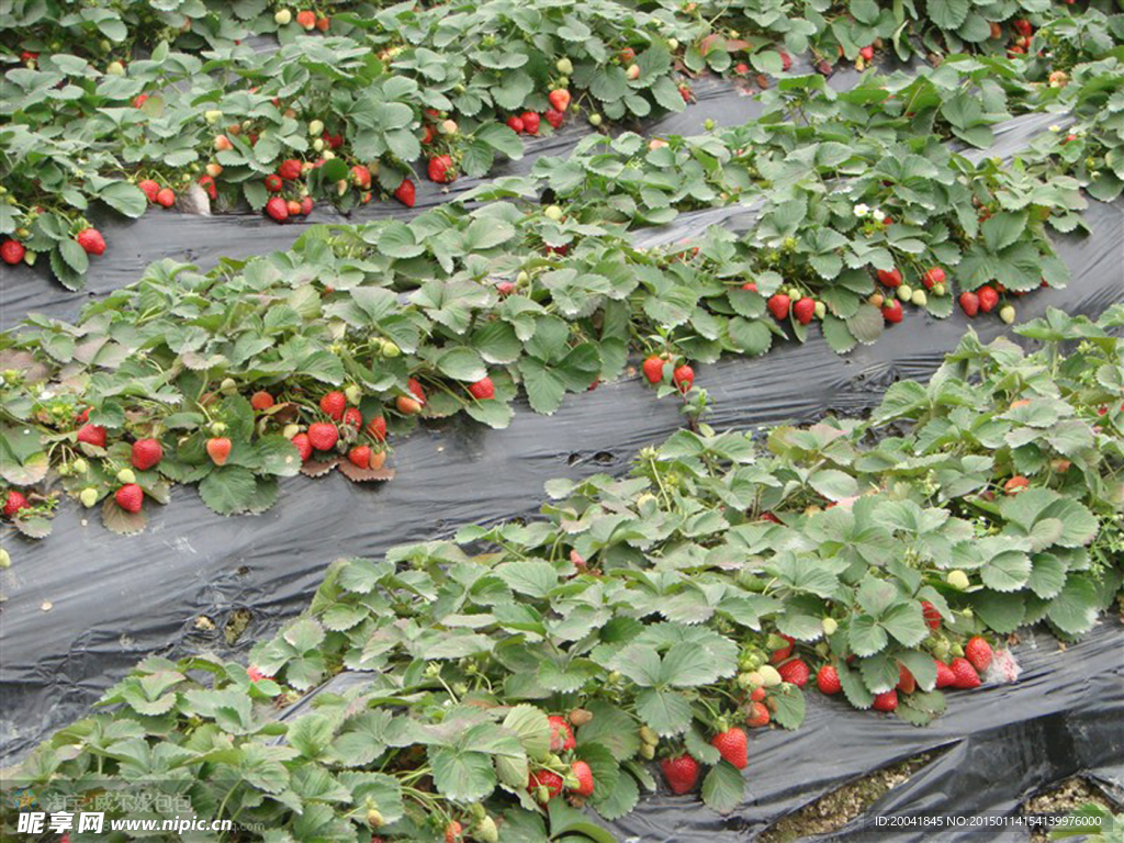 草莓园4k图片-千叶网