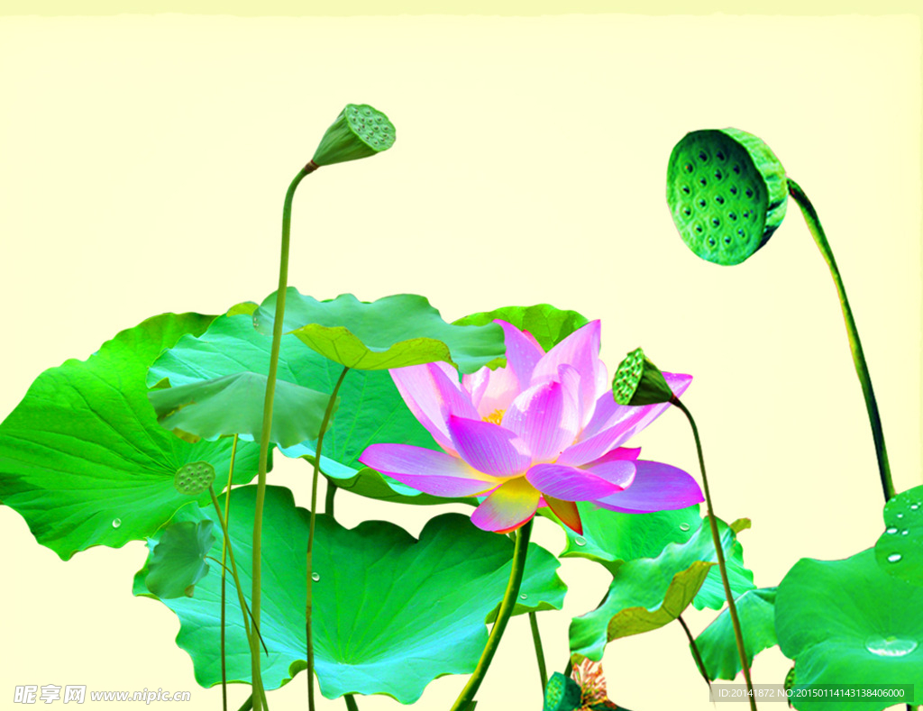 荷花素材