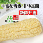 淘宝详情主图 白色糯玉米