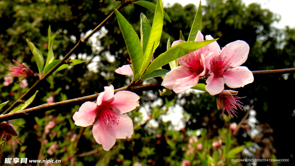 桃花 满枝桃花